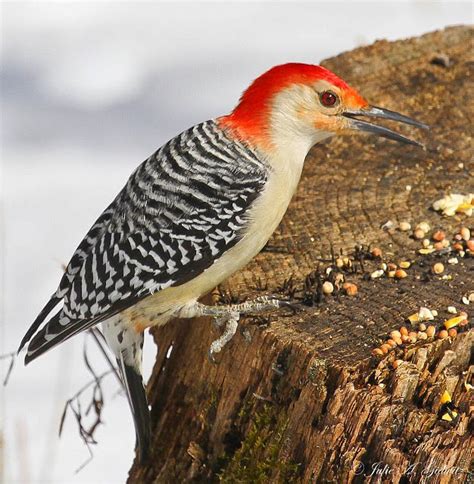 Others are more likely to be seen in either the warm months (these a winter bird in the sonoran desert. Birding Is Fun!: The Midwest Woodpecker Drill Team