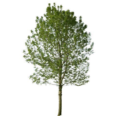 cutout tree | Tree photoshop, Photoshop landscape, Tree textures