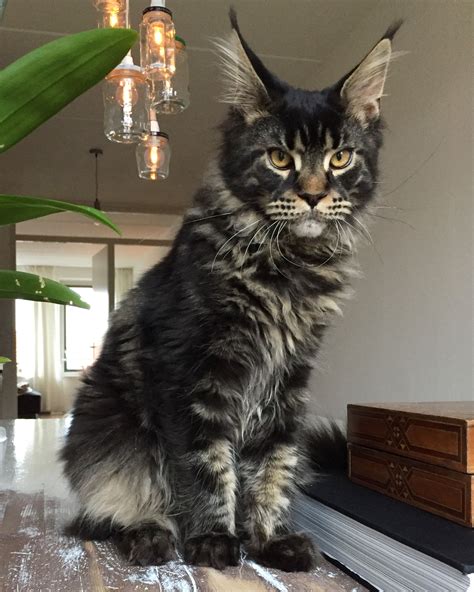At 6 months, she's still a growing baby. Maine Coon Cat Size At 6 Months - Baby Kitten Pics