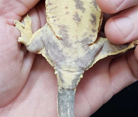 Pore sexing male crested geckos. Sexing Geckos | How To | Pangea Reptile