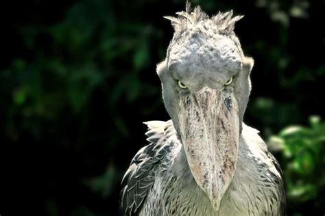 Shoebill Stork Enters The Room Sounding Like Machine Gun Shootout A Z