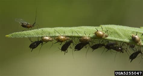 October Pest Of The Month Black Bean Aphid Your Levy At Work
