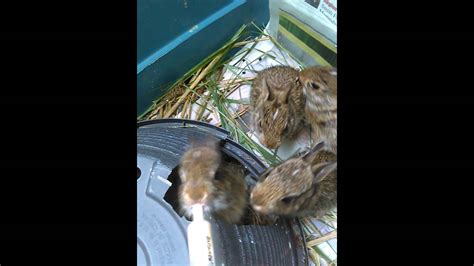 Whitney(@whitneymorales05), dani gyrl.(@hoppyacresfarm) has created a short video on tiktok with music just the two of us. Feeding 3 week old wild baby cottontail rabbits - YouTube