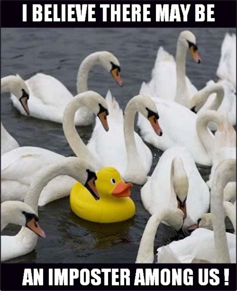 Suspicious Swans Imgflip