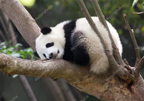Sleeping Giant Panda Baby — Stock Photo © Tdway 26296461