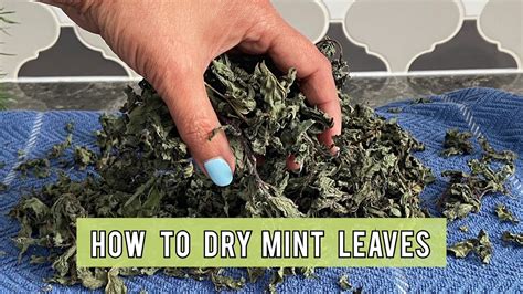 How To Dry Mint Leaves Simplest Way To Dry Mint Youtube