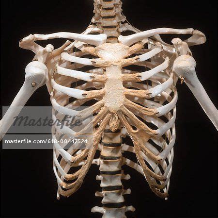 It originates at your clavicle, ribs, and sternum, and inserts into the upper portion of your humerus (upper arm bone from. close-up of the skeletal bones of a human chest area ...