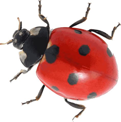 Ladybug Png Images Transparent Background Png Play