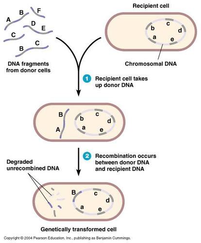 Bacterial Transformation Flashcards Quizlet