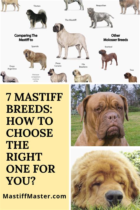 7 Mastiff Breeds How To Choose The Right One For You With Images