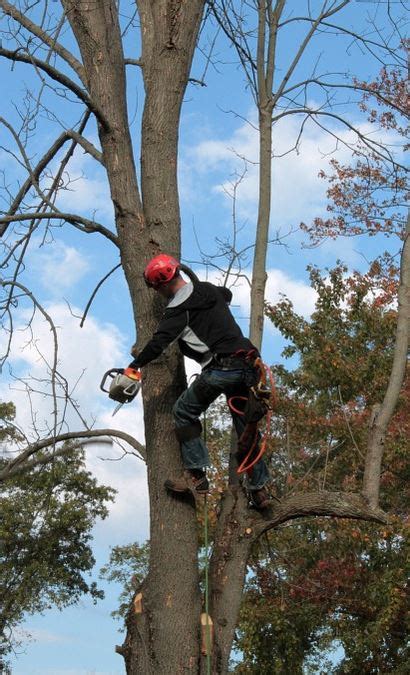 Tree Care Services Pittsburgh Pa Tree Removal Pittsburgh Tree Care
