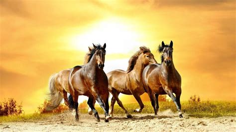 100 Cute Horse Wallpapers