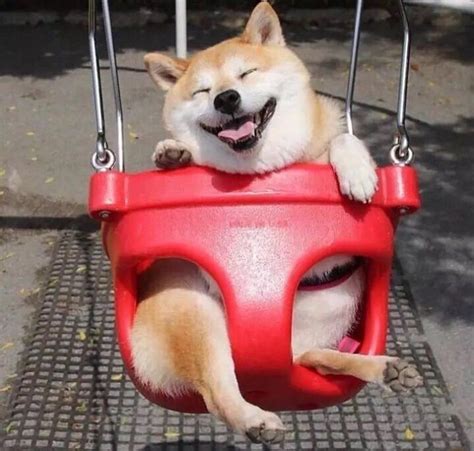 Create Meme Funny Shiba Inu Shiba Inu On A Leash Shiba Pictures