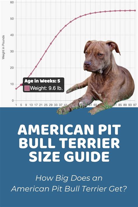 Pitbull Puppy Weight Chart