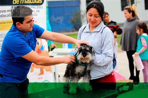 Municipalidad Distrital de Los Olivos CAMPAÑA ANTIPULGAS EN PARQUE BETA