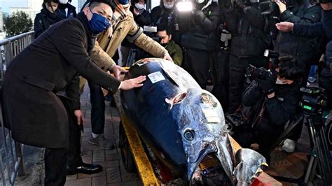 خبر عاجل On Twitter في مزاين السمك الياباني بيع سمكة تونة يبلغ