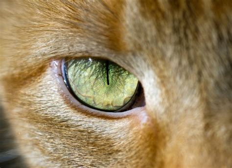 Feline cancer initially manifests as a lump or bump on any parts of the body. Glaucoma in Cats | petMD