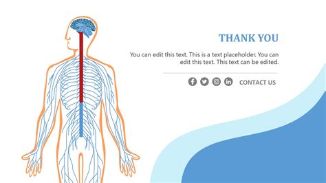 Presentation For Human Nervous System Template Slidemodel