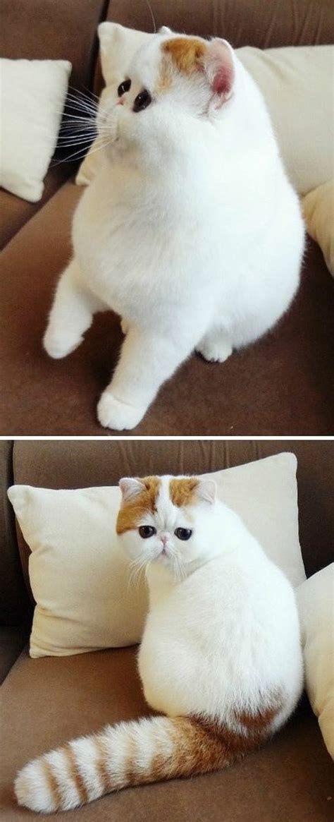 33 Best Images About Cats Possibly Of The Flat Faced Kind On Pinterest