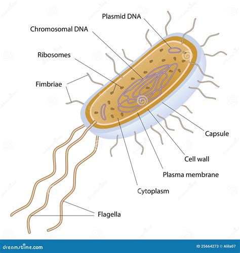 Estructura De Celula De Las Bacterias Stock De Ilustracion Images