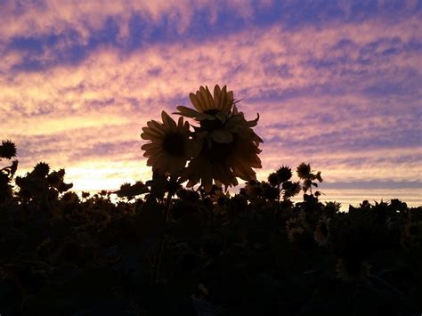 Kansas Sunflower Field At Sunset Smithsonian Photo Contest