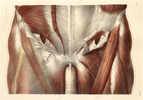 Groin Muscles 1831 Artwork Stock Image C0147815 Science Photo
