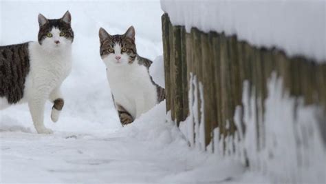 Lets Talk About Keeping Cats Safe During Winter Storms Cattime