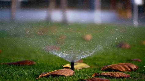 When To Water New Grass Seeds Storables