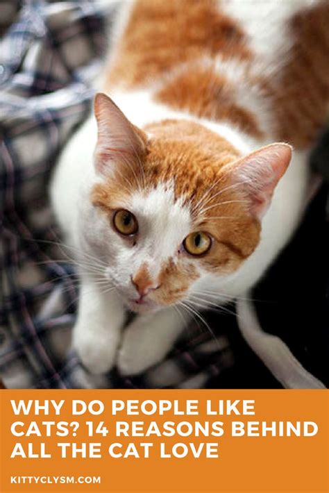 Why Do People Like Cats 14 Reasons Behind All The Cat Love Cat Love
