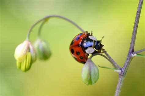 Coccinelle Insectes Nature Jaune · Photo Gratuite Sur Pixabay