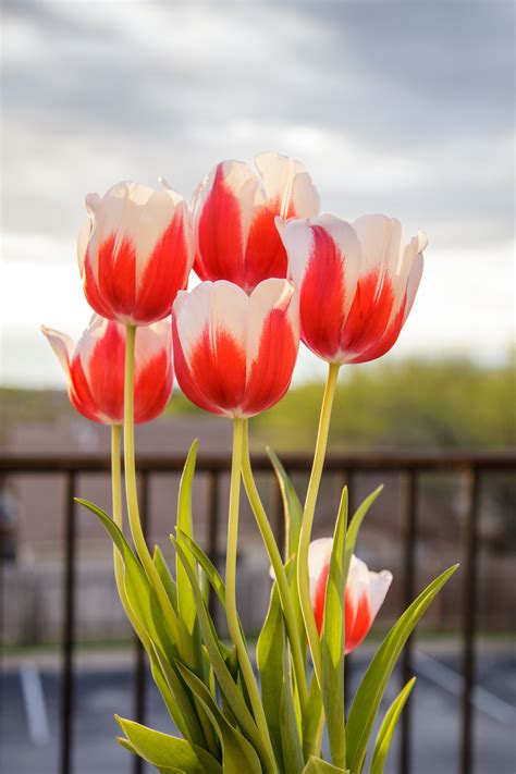 Gambar Pemandangan Bunga Tulip