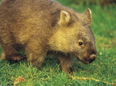Wombats Nature And Wildlife Victoria Australia