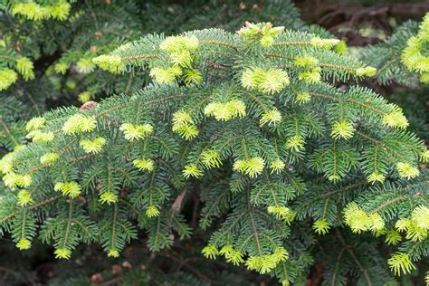 12 Easy To Grow Types Of Fir Trees
