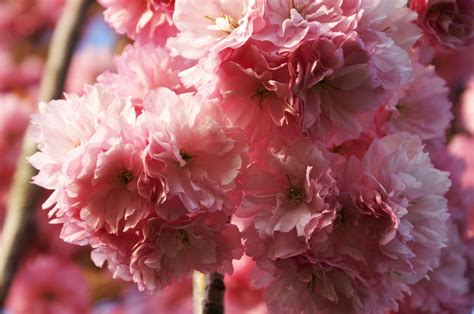 Free Images Apple Nature Flower Petal Spring