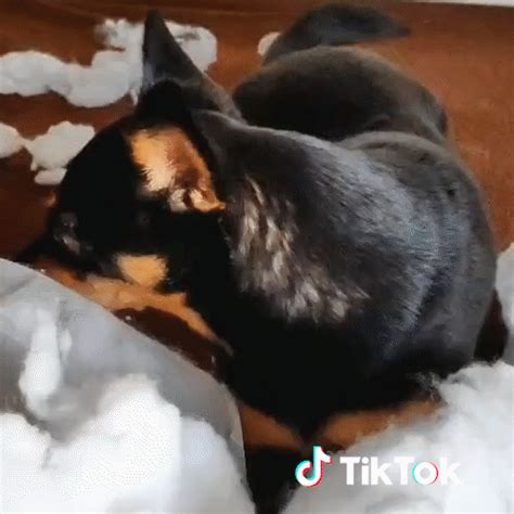 By Tiktok France Find And Share On Giphy