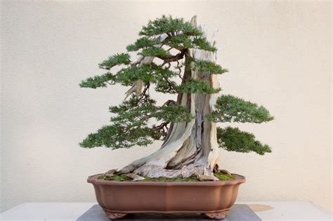 The technique that is recommended for beginners is to buy a suitable young plant in the nursery. Early fall at the Pacific Bonsai Museum - Bonsai Tonight