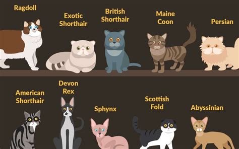 Top 10 Popular Cat Breeds In The Us Wishbone Pet Foods Blog