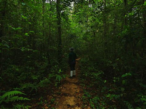 Sinharaja Rain Forest Trekking Tours Rain Forest Tours In Sri Lanka