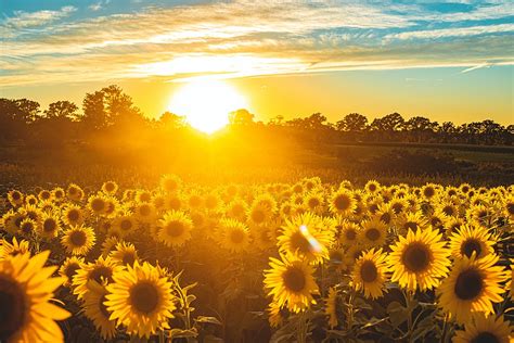 Wander Through A Sea Of Sunflowers In Bradford This Weekend
