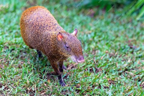 Premium Photo A Central American Agouti Dasyprocta Punctata Walking