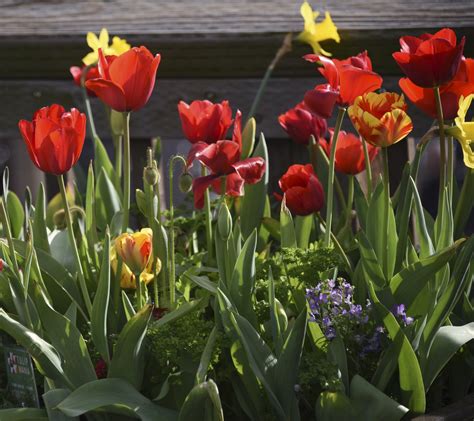 Red Tulips Free Stock Photo Public Domain Pictures