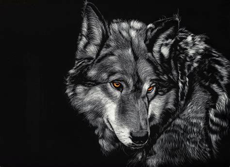 Grey Wolf Wallpapers 4k Free Download