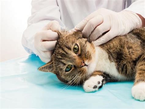 Causes Of Cat Wounds Wounds And Abscesses In Felines