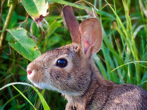 Rabbit Hemorrhagic Disease Virus Outbreak In Western States Institute