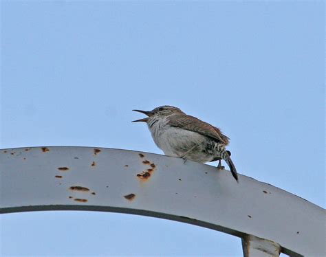 Bewicks Wren 6152006 Greencastle Putnam County Disco Flickr