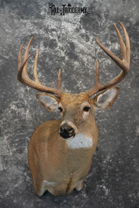 Whitetail Deer Taxidermy Mount For Sale Sku 1041 All