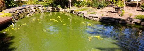 How To Eliminate Green Pond Water Hydrosphere Water Gardens