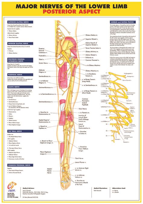 Lower Limb Nervous System Anatomy Nerve Anatomy