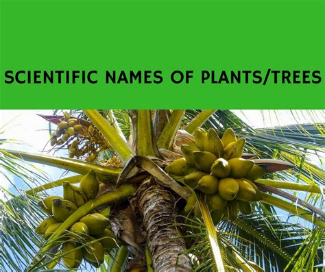 Scientific Names Of Plantstrees Greatambitions
