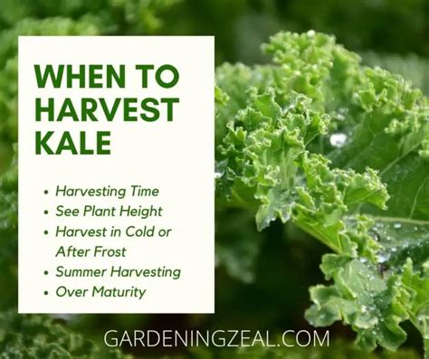 When And How To Harvest Kale Plant Kale Harvesting Guide Gardening Zeal